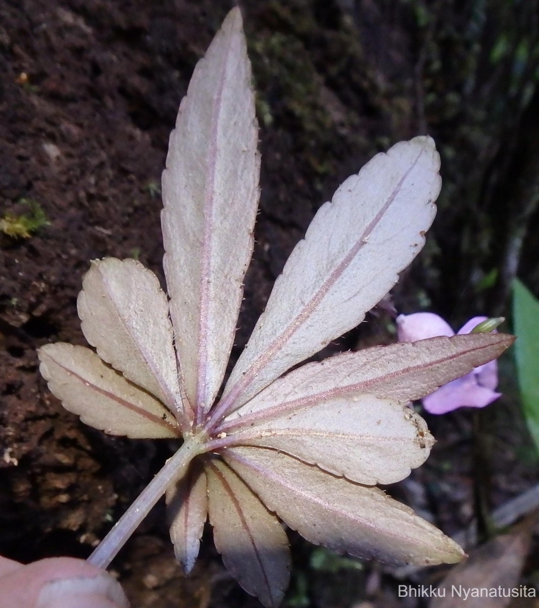 Impatiens thwaitesii Hook.f. ex Grey-Wilson